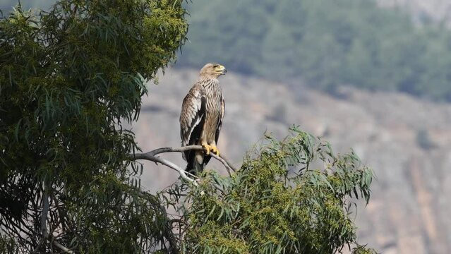 Imperial eagle (Aquila heliaca) standing on a tree