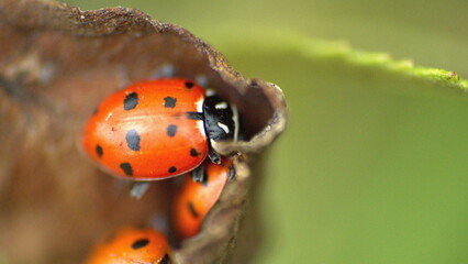 Orange ladybugs on a leaf in Cotacachi, Ecuador