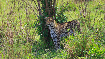Female leopard in bush