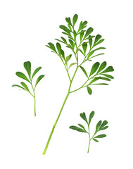 Fototapeta premium Set of green leaves and twigs of rue (Ruta graveolens) isolated