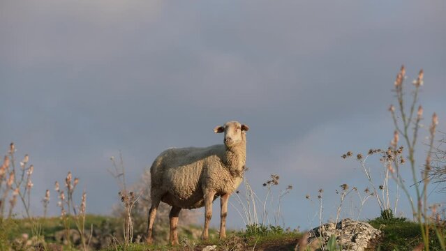 sheep Standing in the Golan Heights