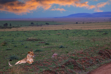 Lioness at dusk