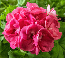 flowers geranium flower with a fuzzy background