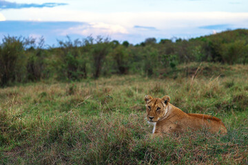 Lioness at dusk
