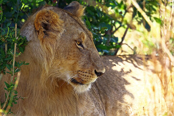 Lioness in the shade