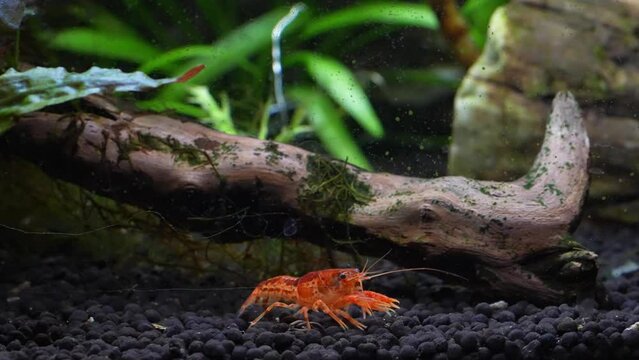 Mexican Dwarf Crayfish (Cambarellus patzcuarensis) or Mexican mini Lobster