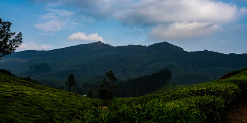 Tea Plantation landscape view from Kerala