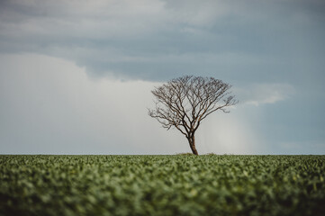 dry tree at a soybean plantation with a clouded sky