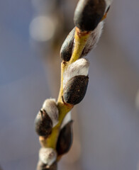 Buds on willow branches in nature.
