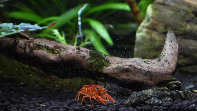 Mexican Dwarf Crayfish (Cambarellus patzcuarensis) or Mexican mini Lobster and Catfish
