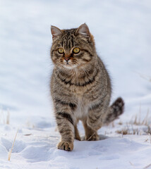 A cat walks in the snow