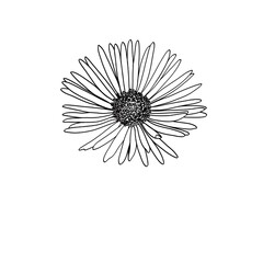 Aster line art, tattoo design, Simple drawing, design