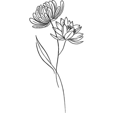 Chrysanthemum and Water Lily line art