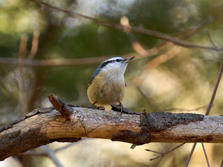 Red-Breasted Nuthatch cute little bird on a branch Toronto