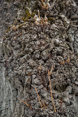 The background of the bark of an old linden tree is gray in the form of a clear sunny day. Design backgrounds textures.