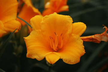 Obraz na płótnie Canvas orange flower in the garden