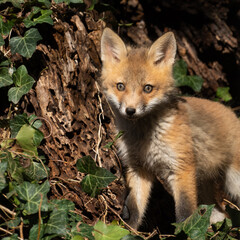 Naklejka na ściany i meble Red fox kit in the morning sun