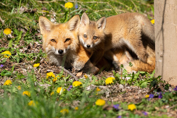 Vixen and kit in the morning sun