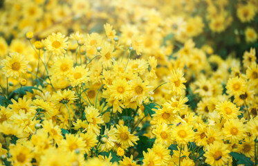 Beautiful bright orange and yellow chrysanthemum flower on the background of other chrysanthemum flowers (shallow DOF, selective focus on the chrysanthemum petals)