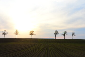 Fototapeta premium 北海道 メルヘンの丘