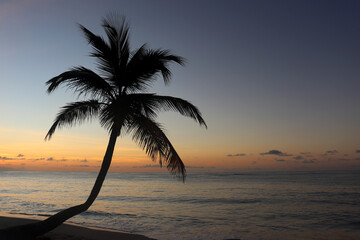Silhouette of coconut palm tree on sea and sunset sky background. Tropical beach, paradise nature