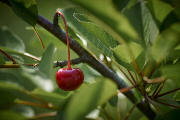 cherriy on a tree on green background