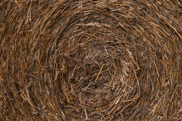 close up of haystack. agriculture background.pile of dried grass straw hay