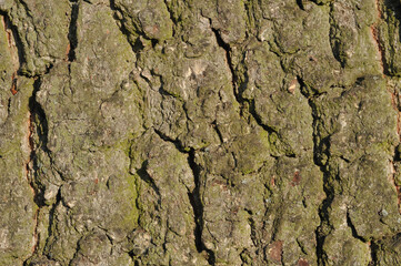 Oak bark