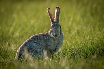 Bunny in the Grass