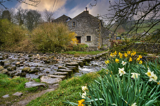 Stepping Stones over Stainforth Beck in Stainforth in the Yorkshire Dales, in spring set against daffodils in the foreground and shot in landscape