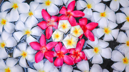 White and pink flowers floating on the water, Flowers pattern background