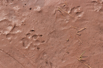 Faint dog paw marks on the surface of wet red mud. Natural background. Top view