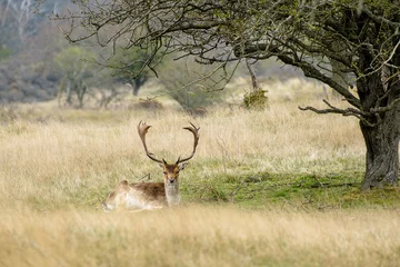 Foto auf Leinwand Damherten    Fallow deer © Holland-PhotostockNL