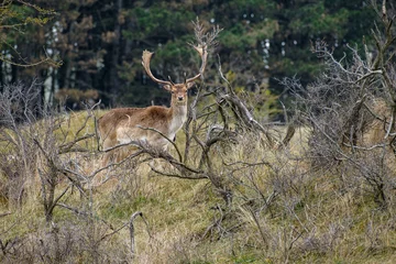 Türaufkleber Damherten    Fallow deer © Holland-PhotostockNL