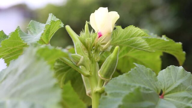 Okra or Okro Abelmoschus esculentus, known in many English-speaking countries as ladies' fingers or ochro, is a flowering plant in the mallow family.