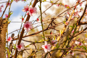 Peach blossoms in spring