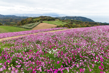 Pink daisy flower field in Awaiji Japan