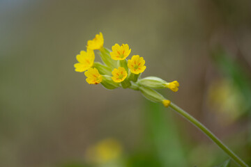 A cowslip (Primula veris) close-up photography