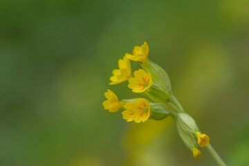 A cowslip (Primula veris) close-up photography