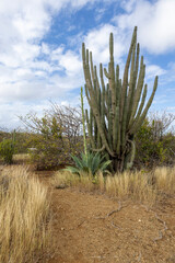 Huge cactus along the path to the Jan Thiel Salt Flats, Curacao