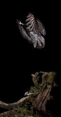 A tawny owl (Strix aluco) in flight. High speed photography.