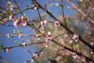 Peach blossoms sprout in spring