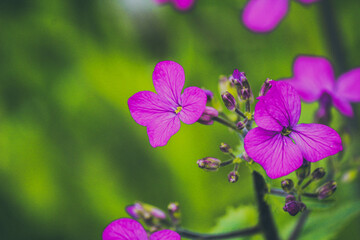 flowers in the garden