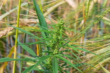 Close-up of a cannabis plant in a summer field. Cultivation of industrial hemp. Blurred background.