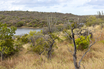 Small, dead trees and big cactuses in the veld around the Jan Thiel Salt Flats on the Caribbean island Curacao