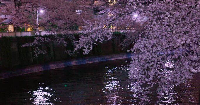 風になびく目黒川の満開の夜桜