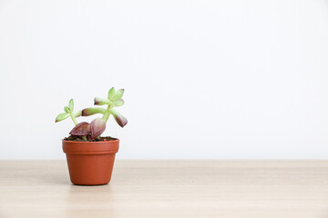 A pretty small succulent plant known as Sedum adolphi or Sedum firestorm in a small brown pot on left side of wooden surface against white background, decorating home interior, minimalism