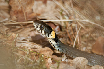 The grass snake (Natrix natrix)