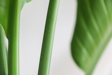 Close up of a green erect stem of a Strelitzia nicolai (also known as Giant White Bird of Paradise or Wild Banana) plant in daylight