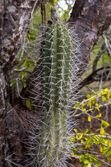 Green cactus with big spikes at the Jan Thiel Salt Flats on the Caribbean island Curacao